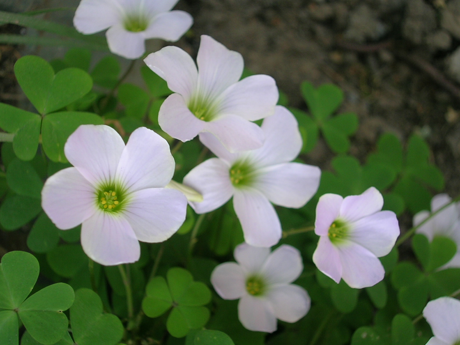 Flowers II