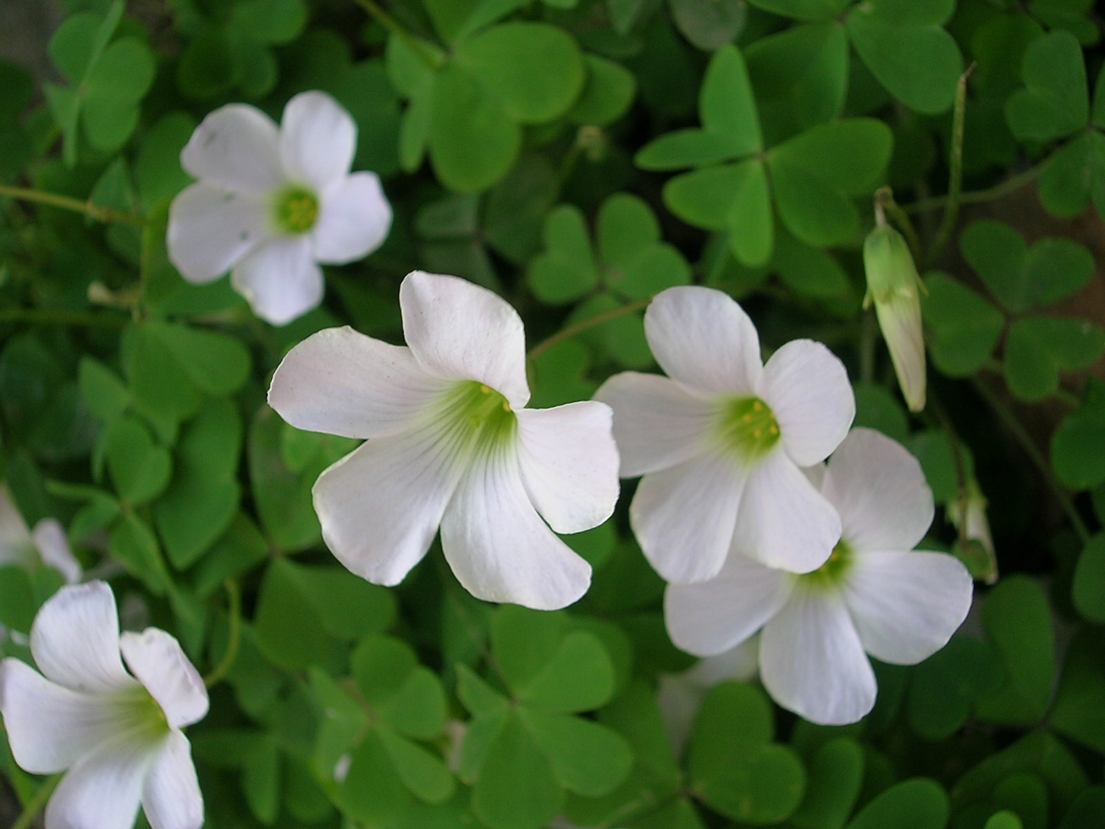 Flowers III