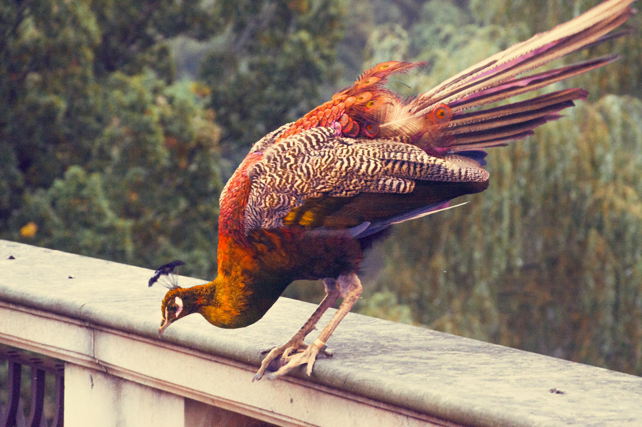 peacock