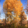 Autumn colors