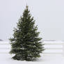 O Christmas tree
