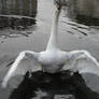 The Almighty Swan