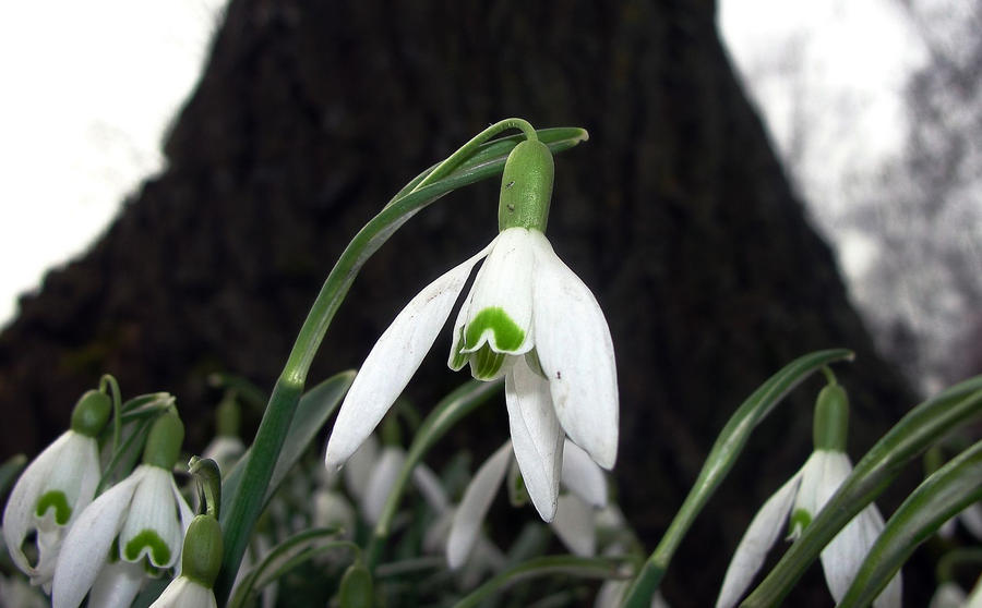 SnowDrop