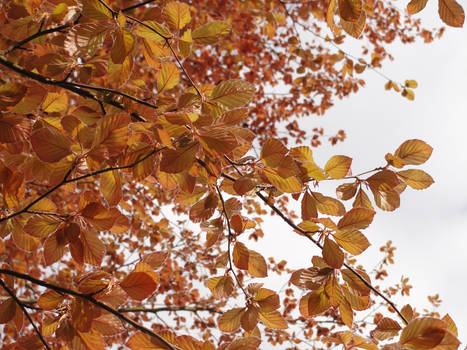 Outstanding Orange Leaves