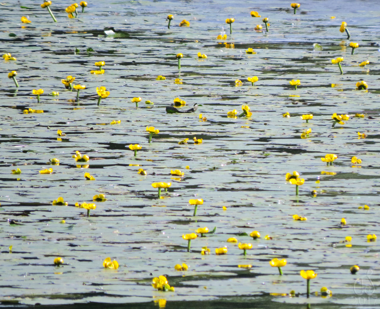 Sea of Water-Lilies