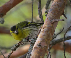 Eurasian Siskin (Spinus spinus)