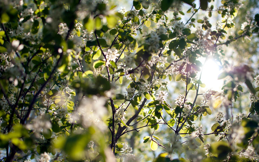 Spring Blossoms