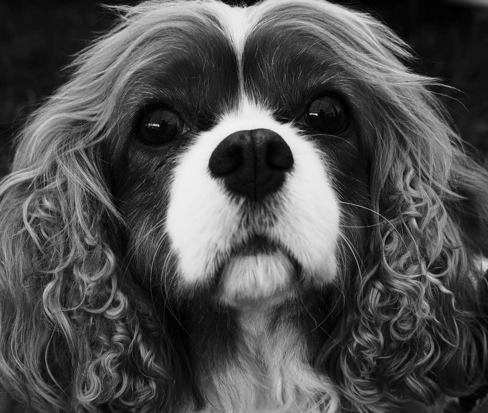 Cocker Spaniel