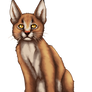 Caracal