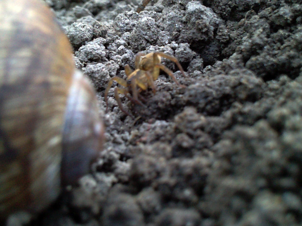 Spider and shell by jozin21 on DeviantArt