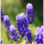 Muscari