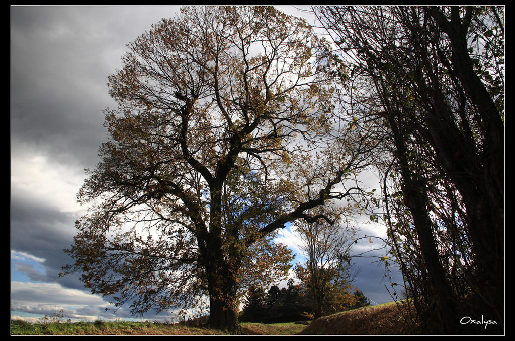 Majestic tree