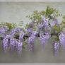 Wisteria