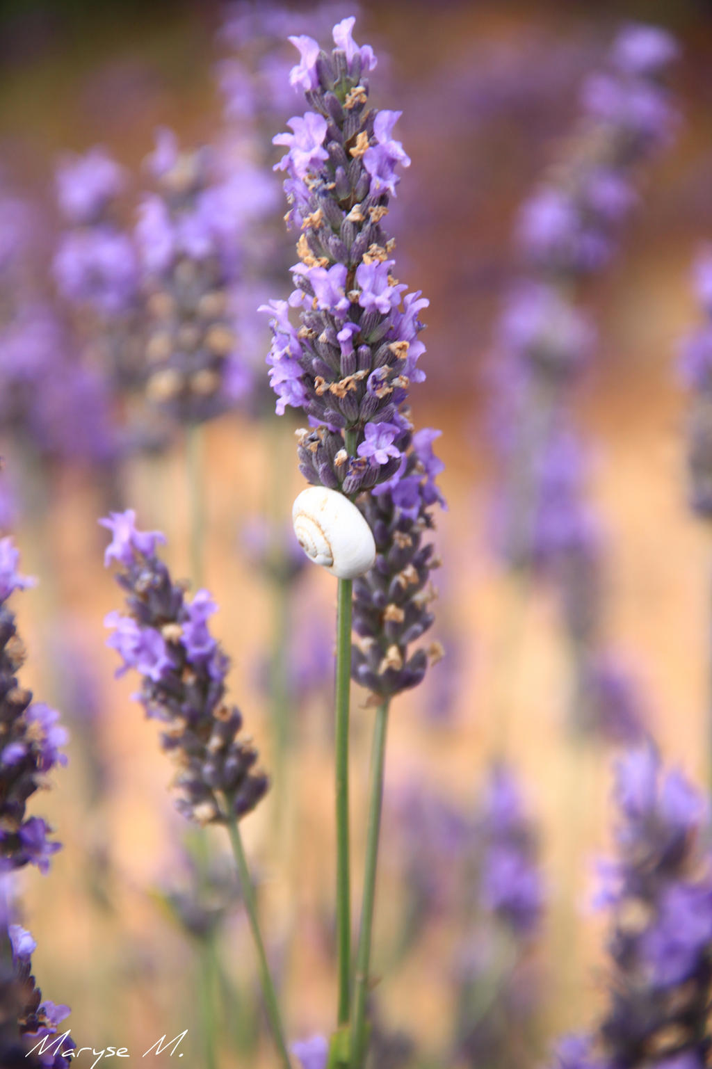 Snail on lavender