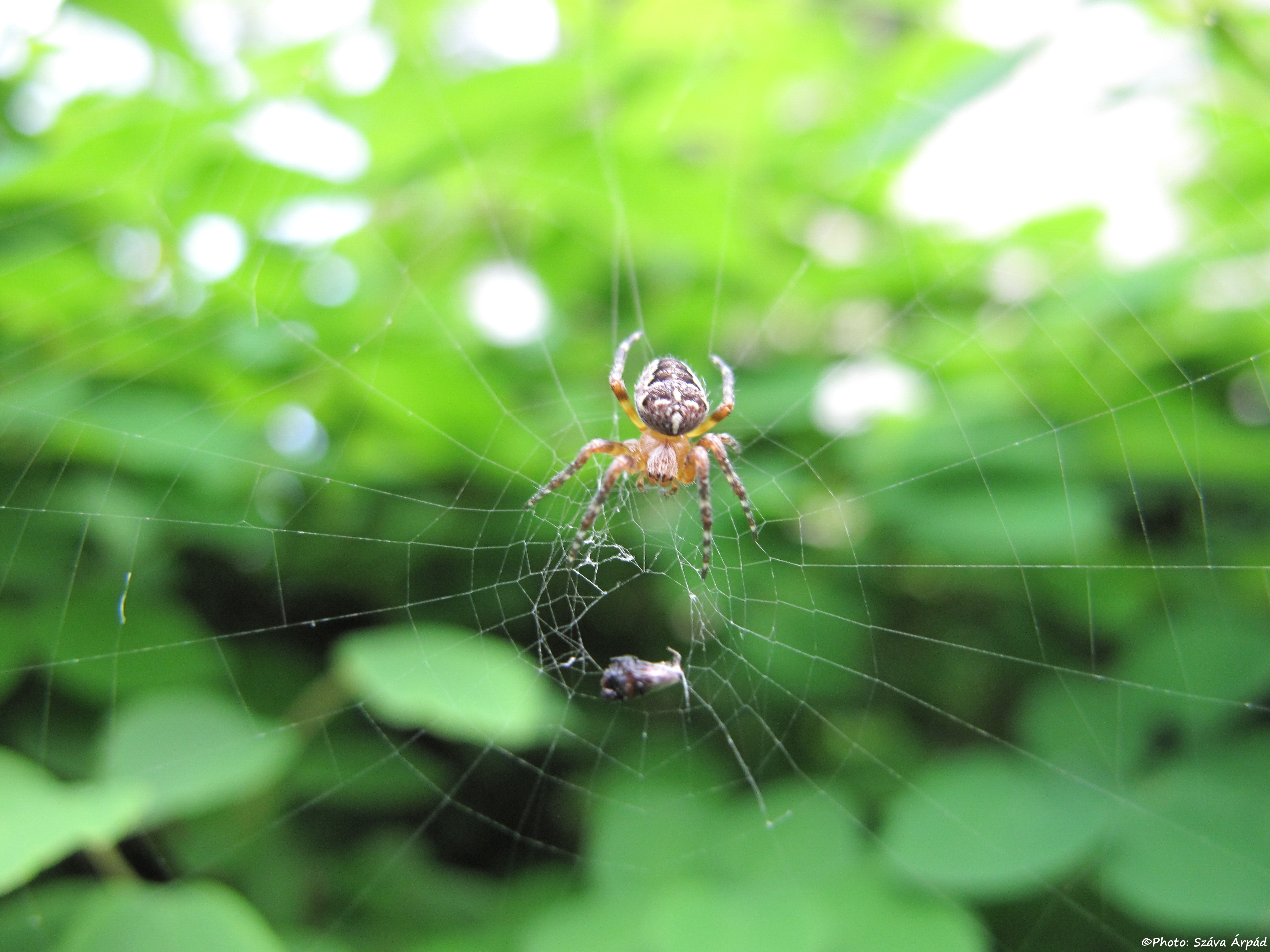 Prey in the spider's web