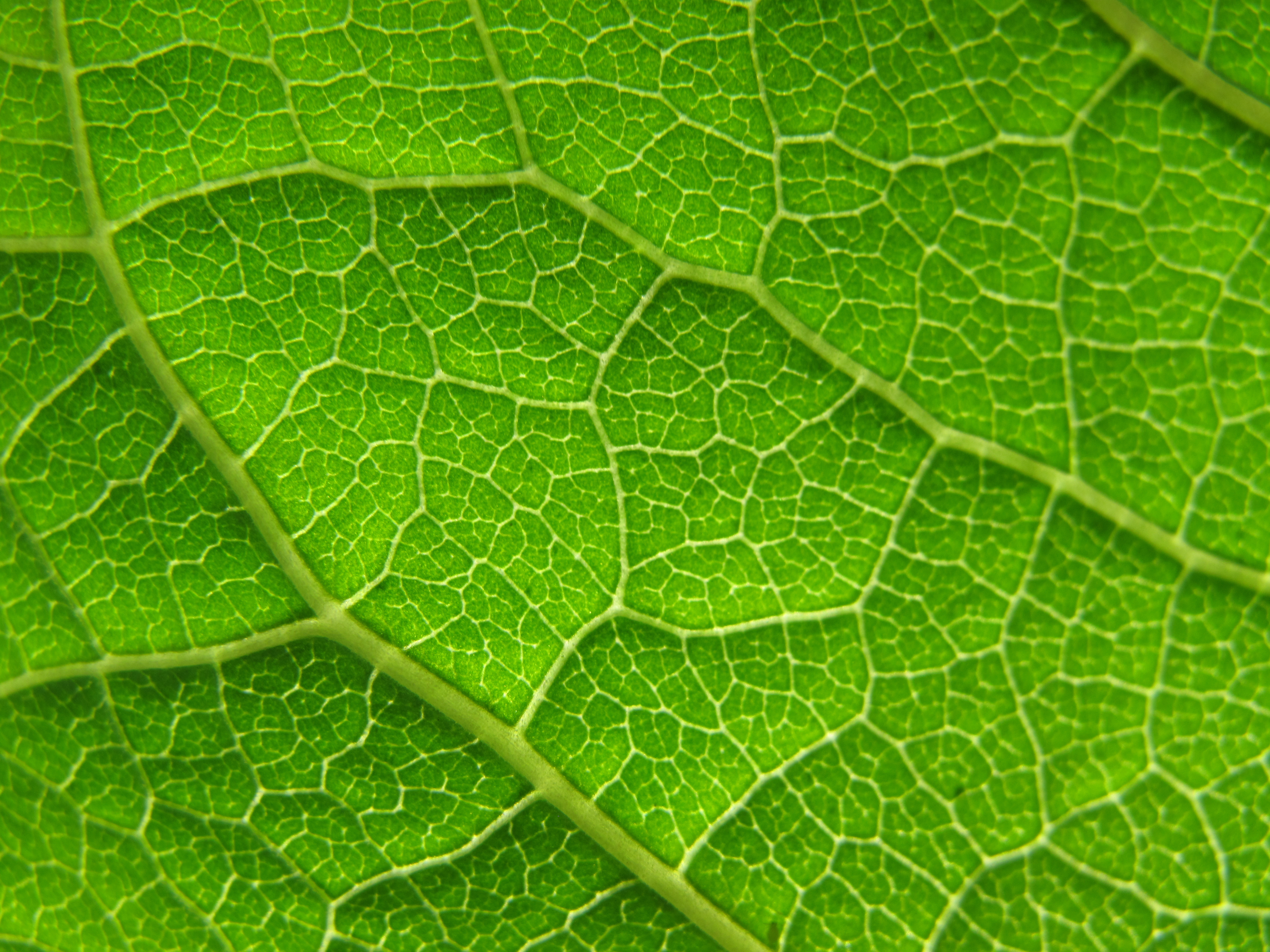 Leaf 13