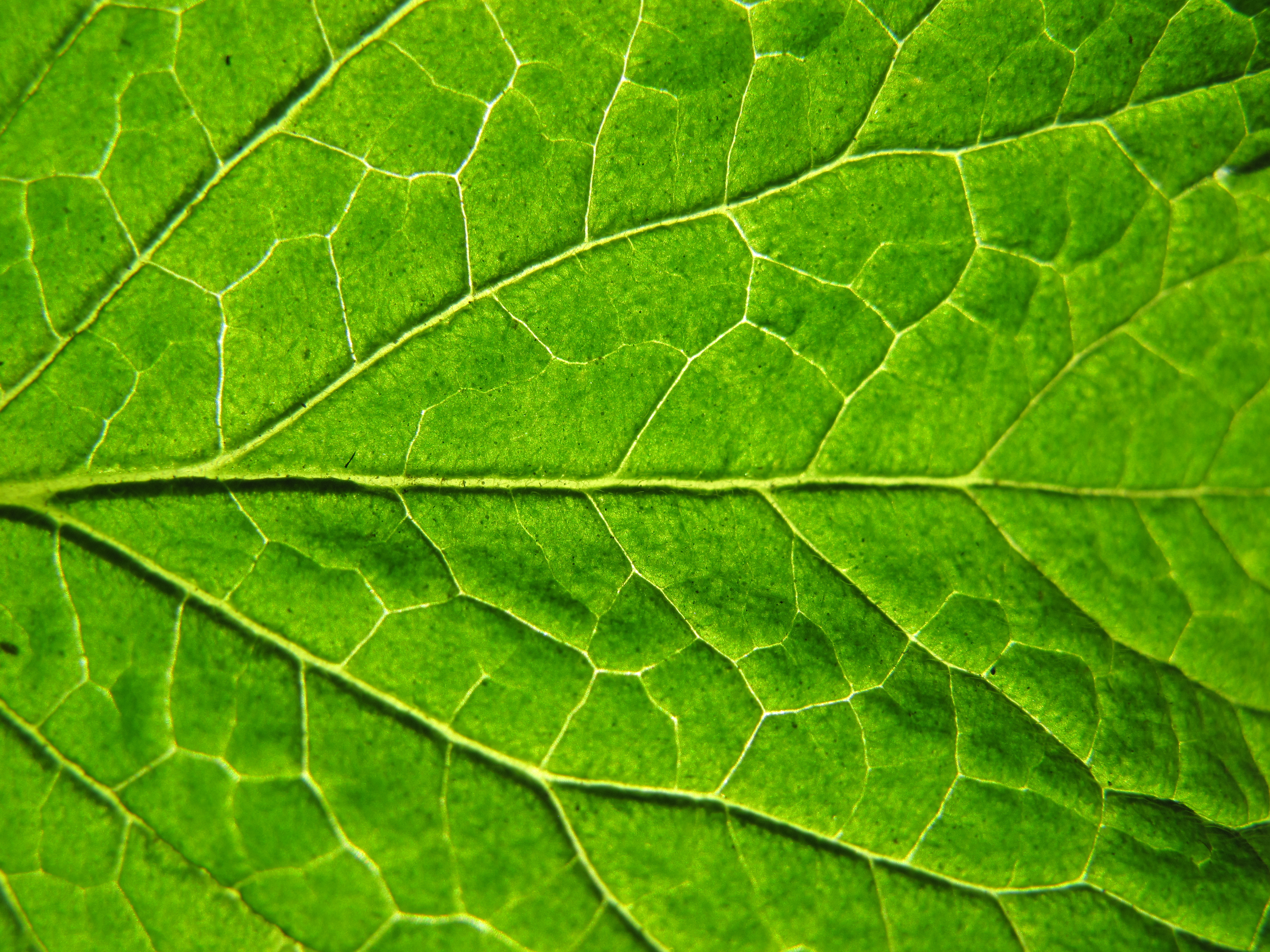 Leaf 14