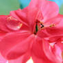 Flower Geranium