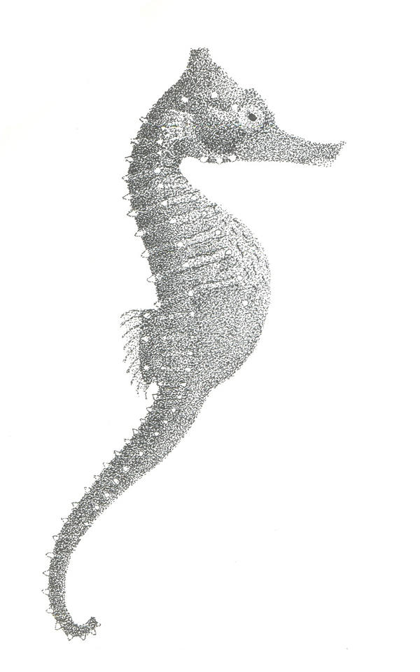 .:Sea horse:.