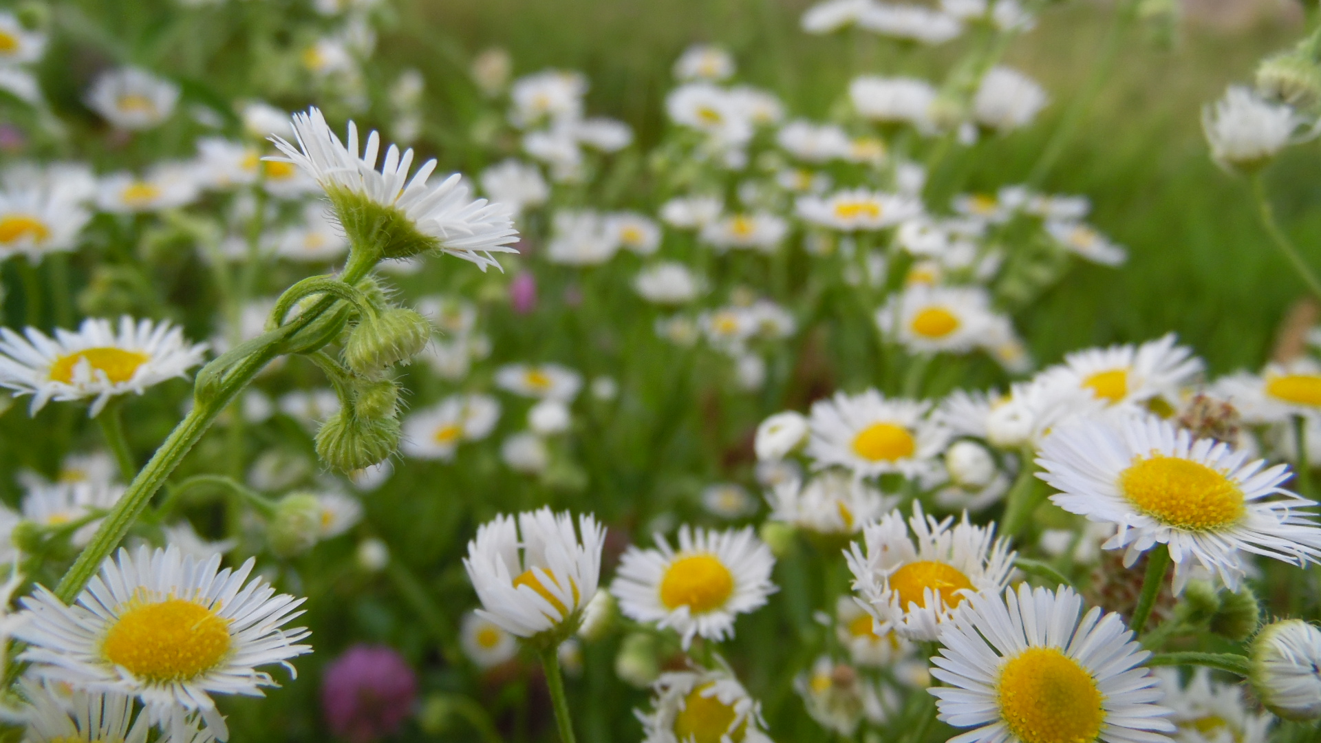Daisy Trails by OceanofEmotions on DeviantArt