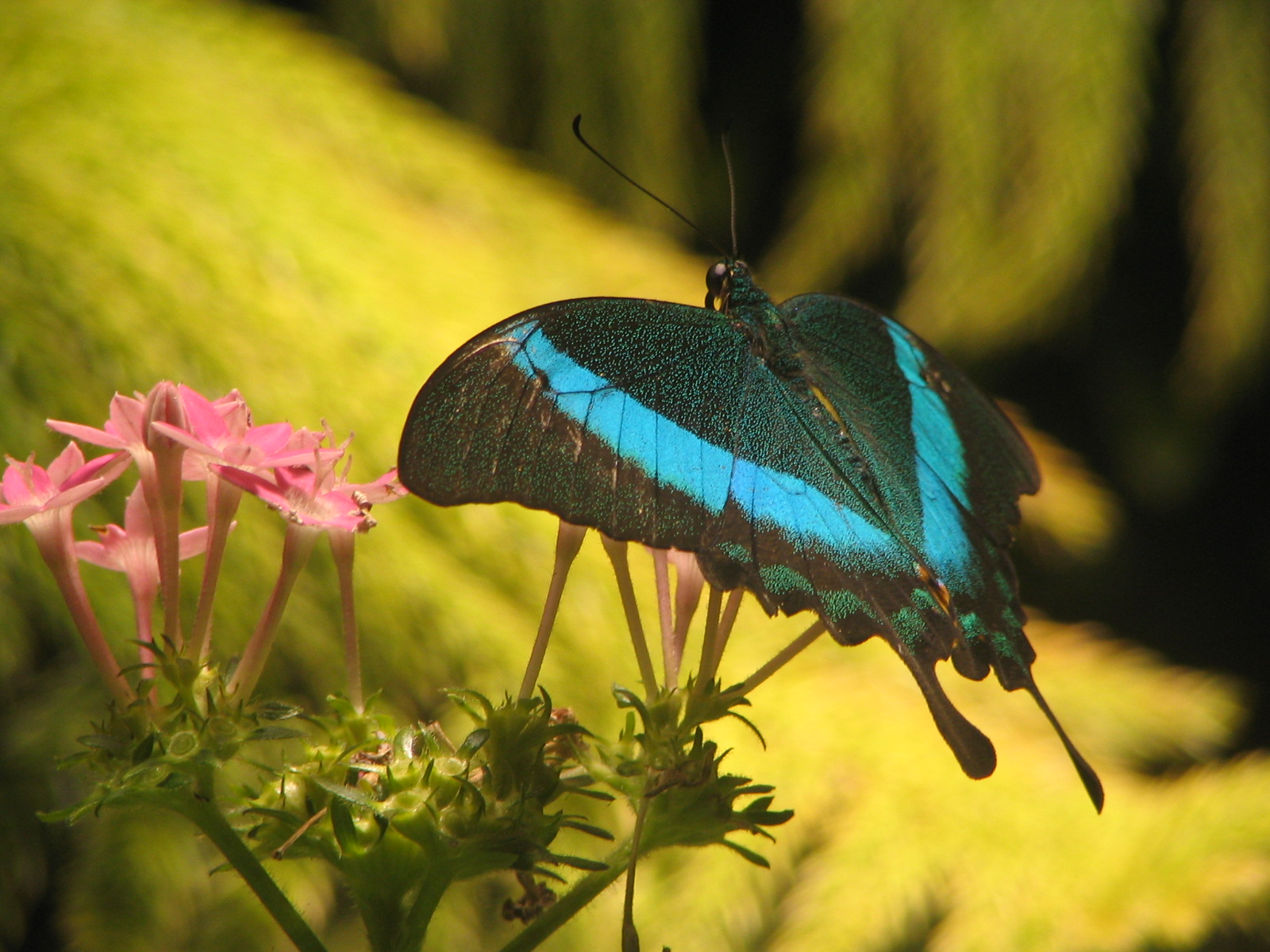 Emerald Swallowtail