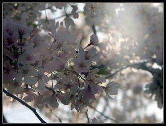 Cherry Blossoms 1