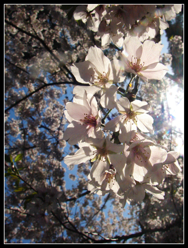 Cherry Blossoms 3