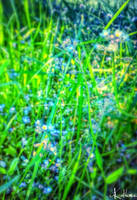 Blue Mountain Flowers