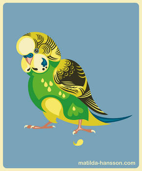 Budgie