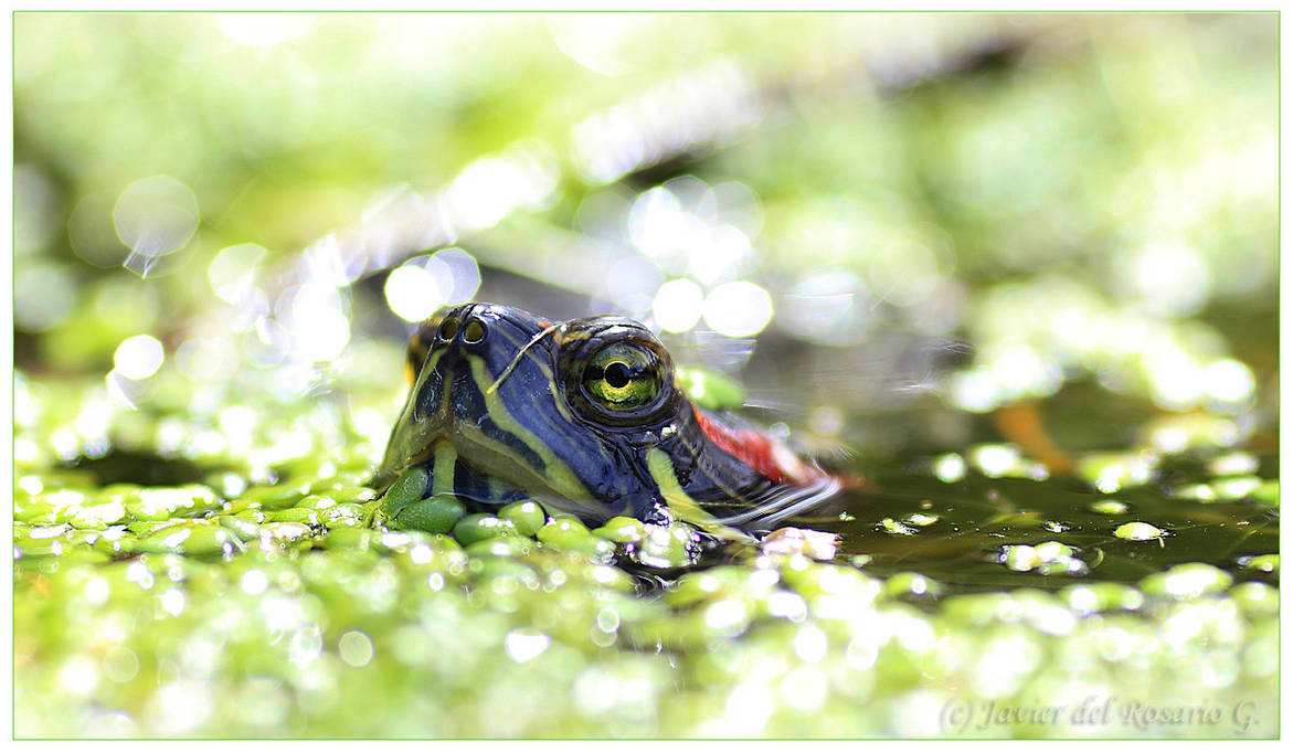 Galapago Florida by Khaotico