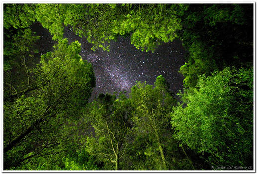 Bosque estrellado - Starry forest