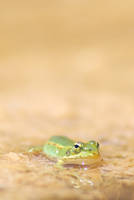Little frog - ranita