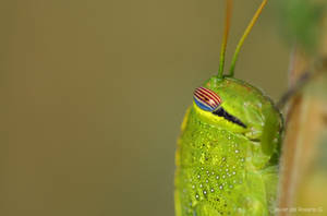 Green grasshopper