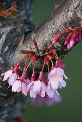 Cherry Blossoms 8