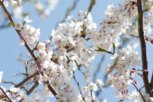 Cherry Blossoms 10
