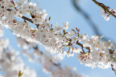 Cherry Blossoms 11