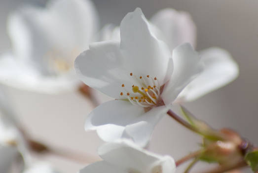 Cherry Blossoms 16