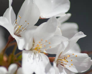Cherry Blossoms 14