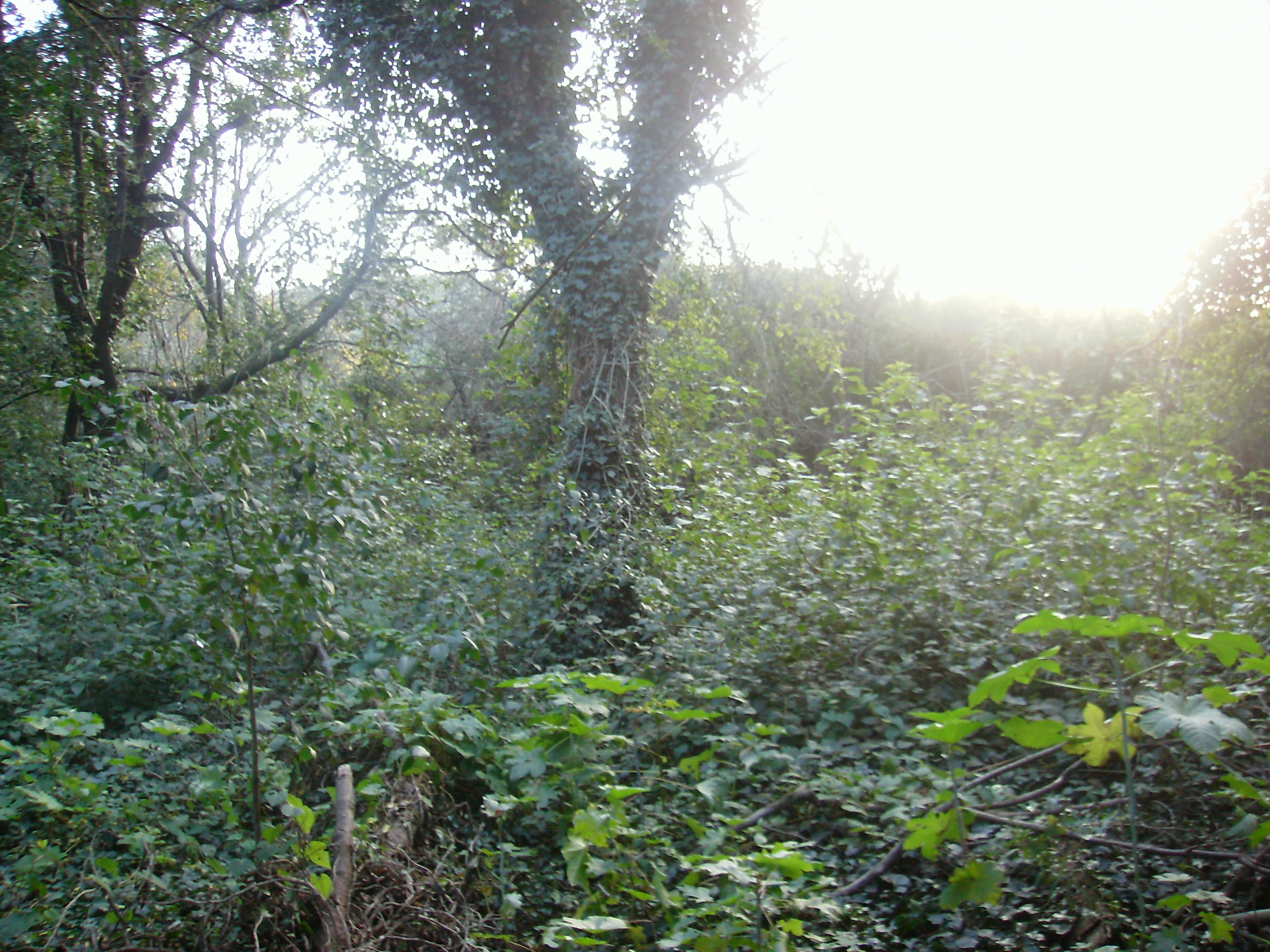 un mar verde-a green sea