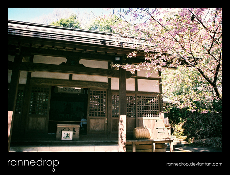 Tsurugaoka's Plum Blossoms