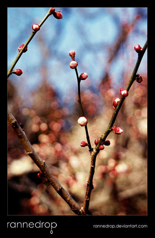 Plum Buds