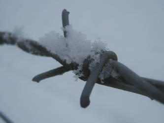 Barbed Snow