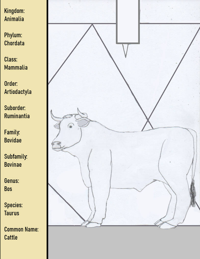 Species - Taurus - Cattle by goodtimesroll44 on DeviantArt