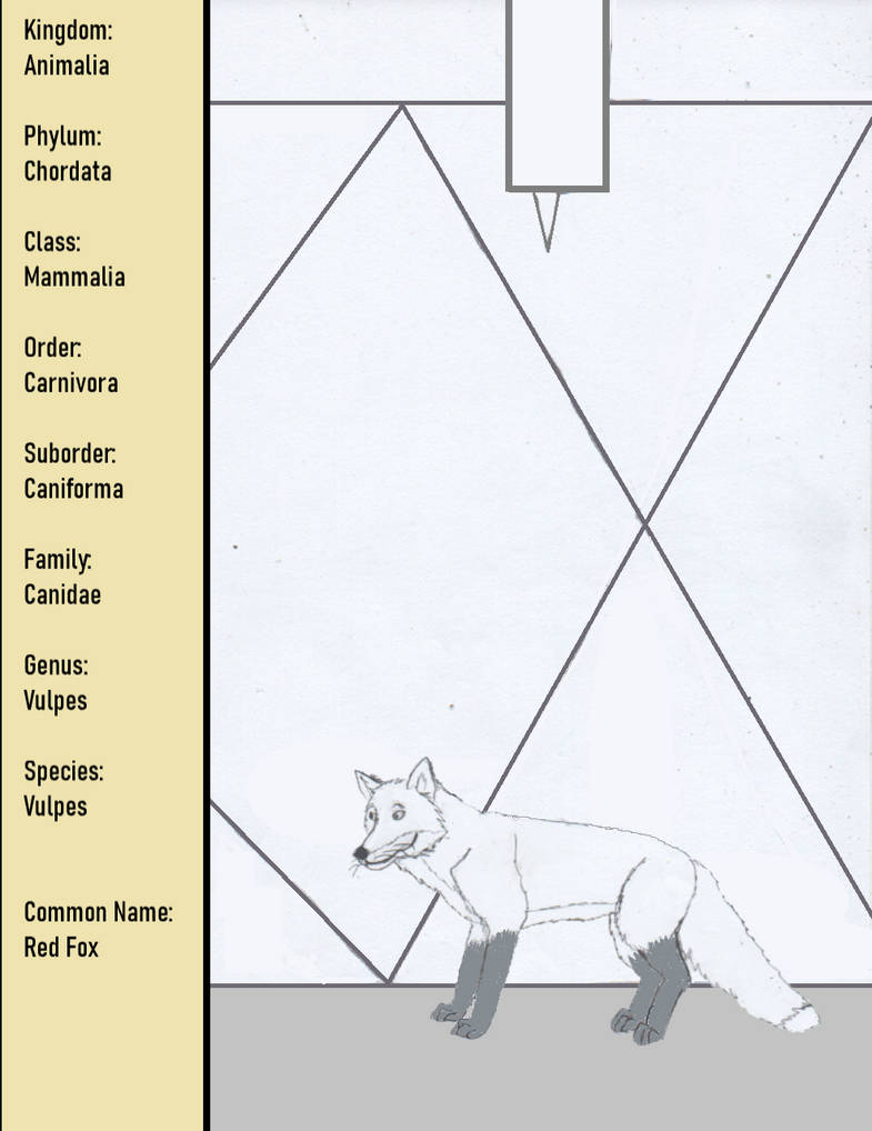 Fox Classification Species - Vulpes - Red Fox by goodtimesroll44 on DeviantArt