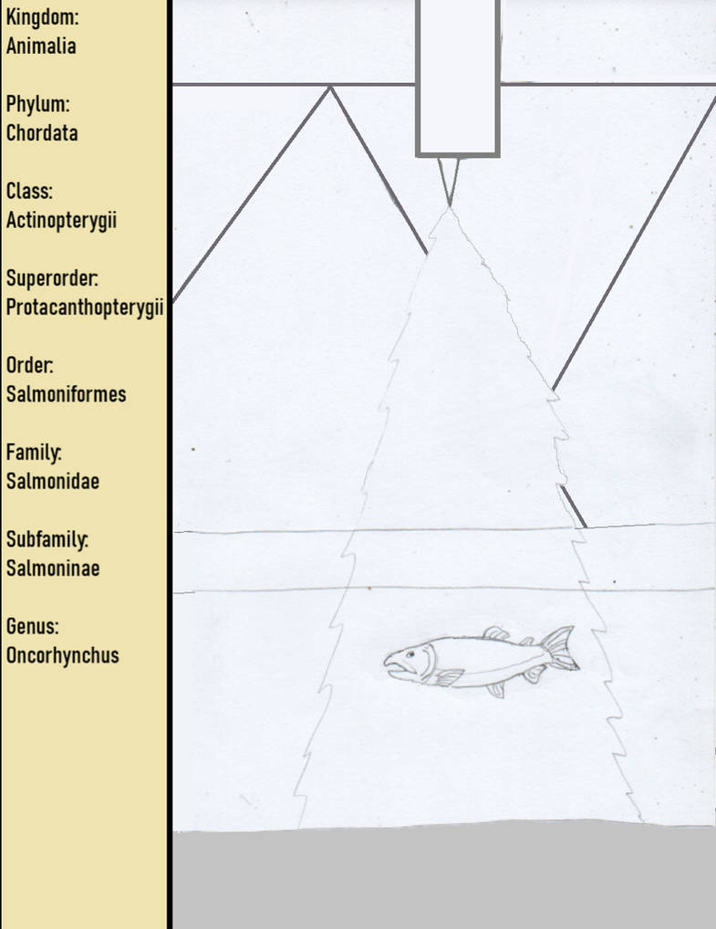 Genus Oncorhynchus by goodtimesroll44 on DeviantArt