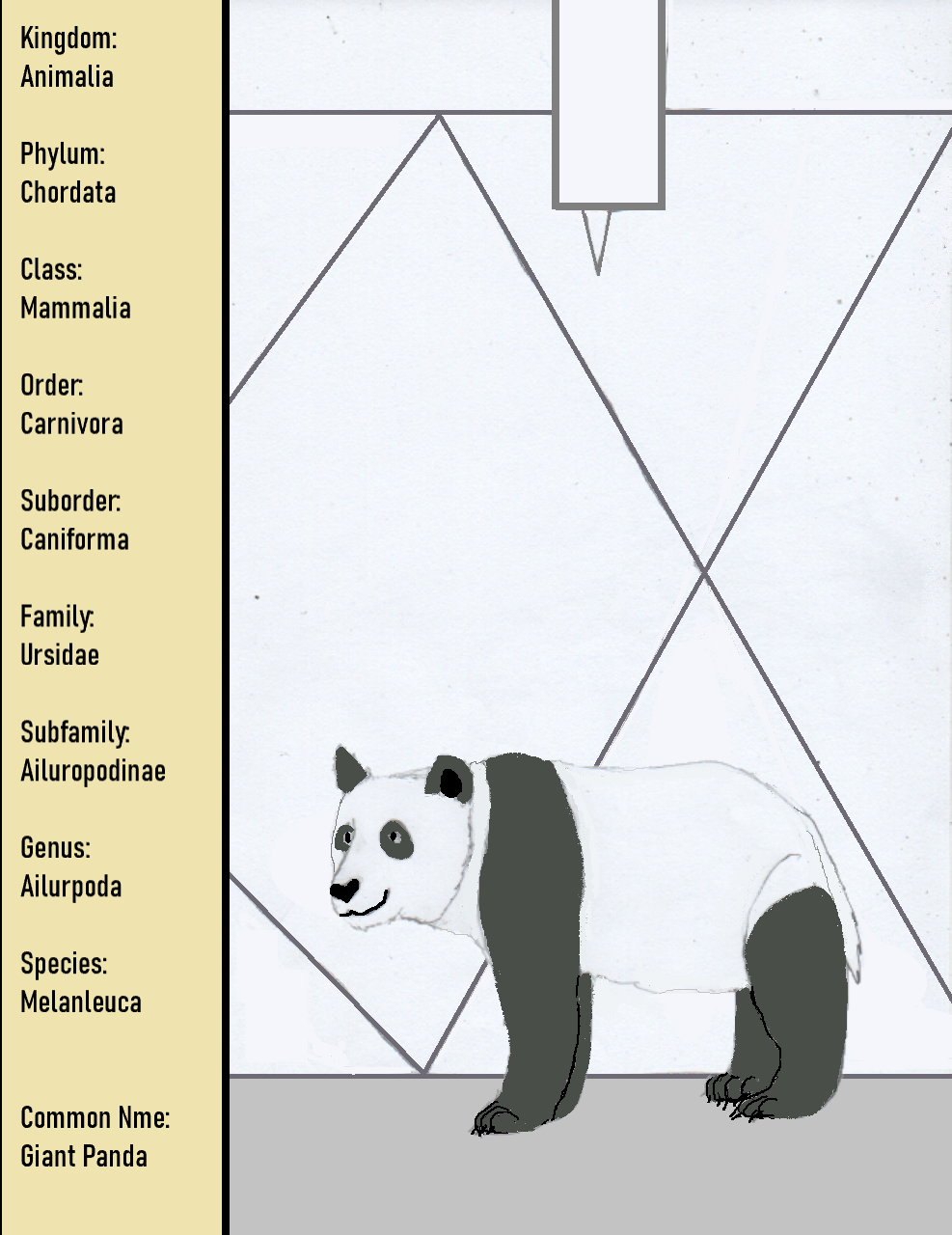 Giant Panda Color And Markings
