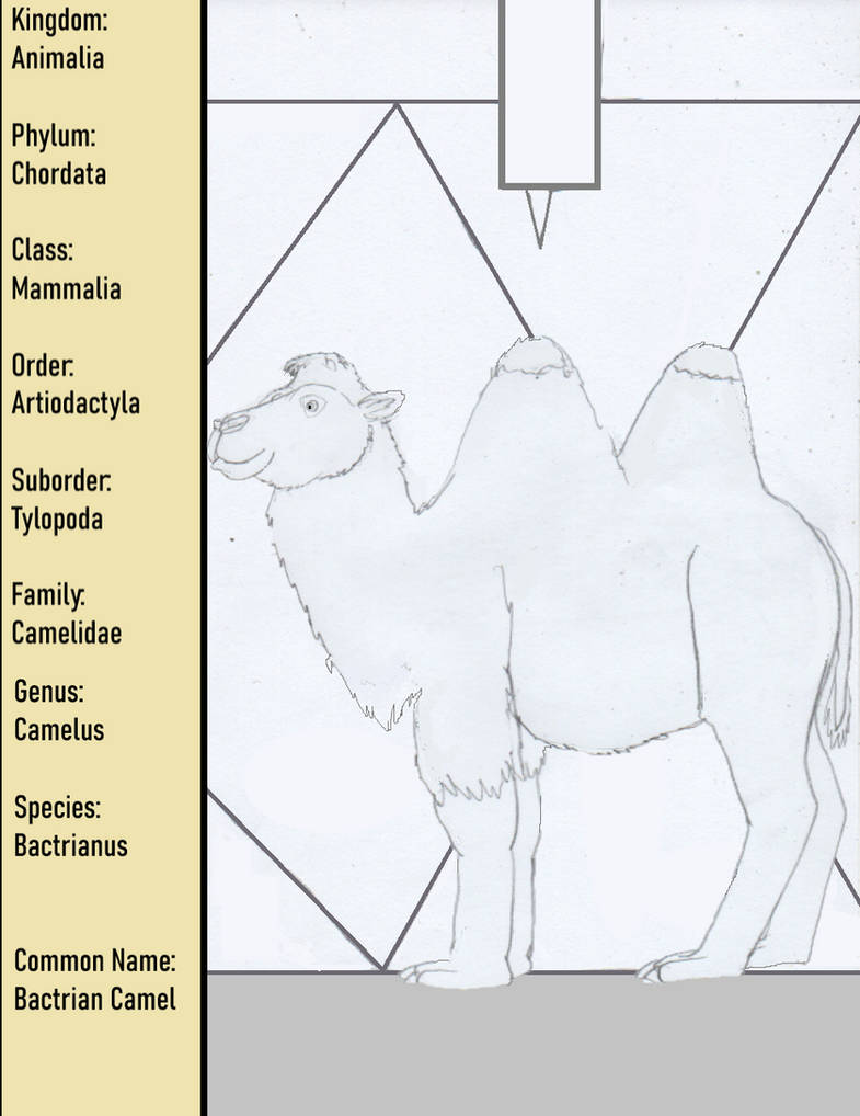 Species Bactrianus Bactrian Camel By Goodtimesroll44 On Deviantart Species Bactrianus Bactrian Camel By Goodtimesroll44 On Deviantart