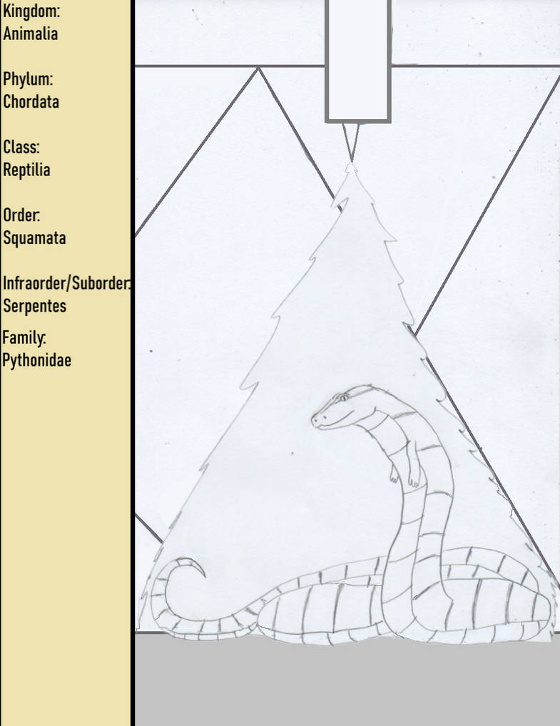 Family - Pythonidae by goodtimesroll44 on DeviantArt