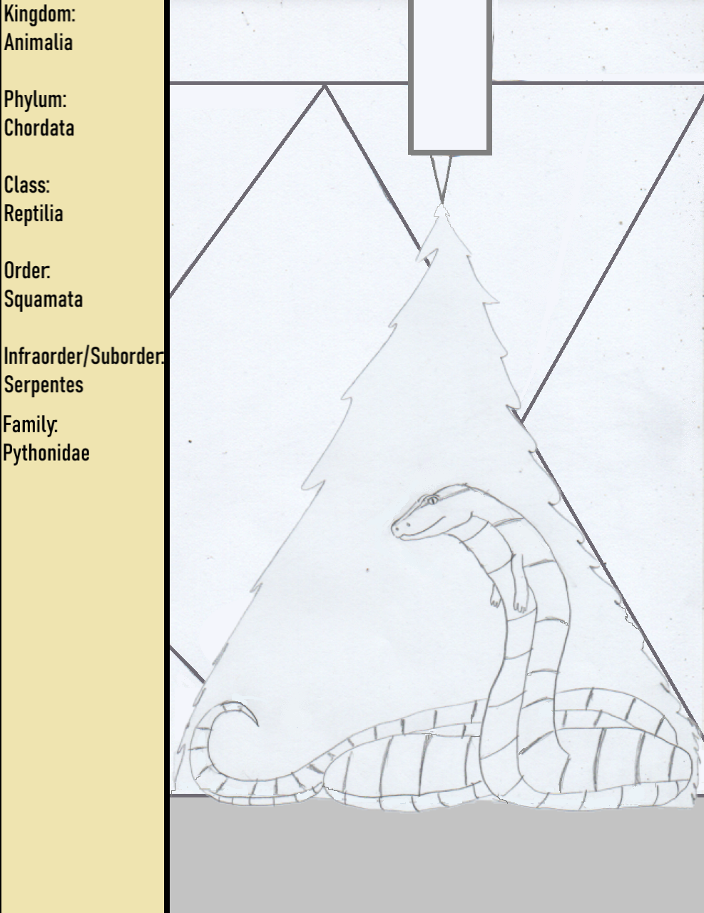 Family - Pythonidae by goodtimesroll44 on DeviantArt