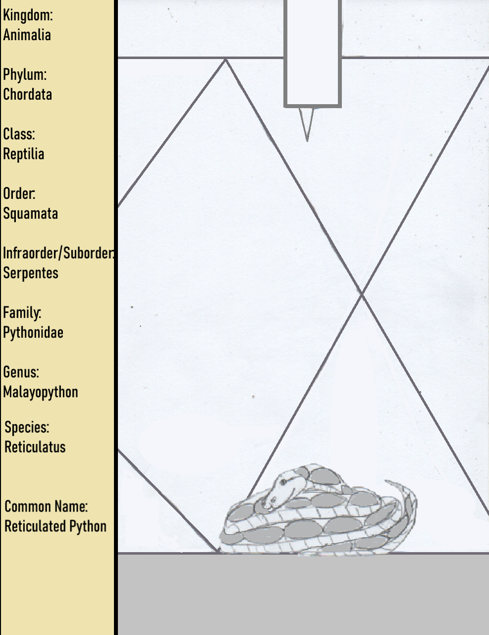 Species - Reticulatus - Reticulated Python by goodtimesroll44 on DeviantArt